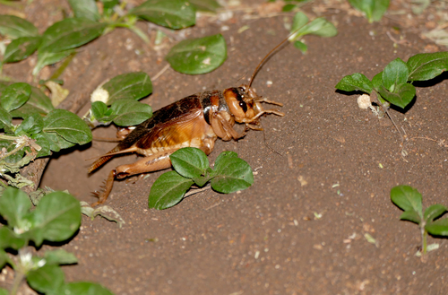 Brachytrupes membranaceus