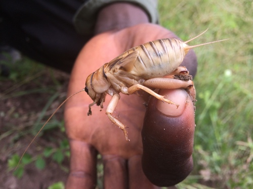 Brachytrupes membranaceus