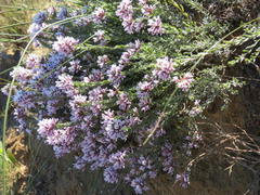 Amphithalea ericifolia ericifolia