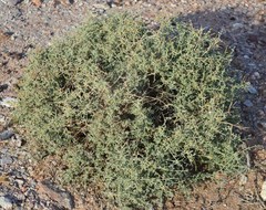 Tetraena retrofracta