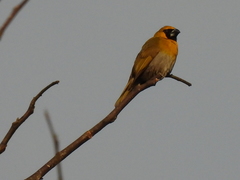 Caryothraustes poliogaster