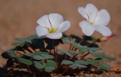 Oxalis psammophila