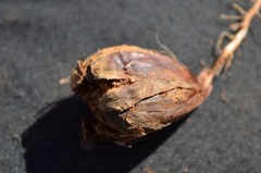 Oxalis psammophila