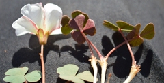 Oxalis psammophila