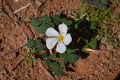 Oxalis psammophila