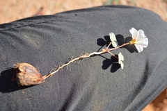 Oxalis psammophila