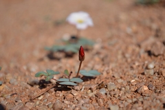 Oxalis psammophila