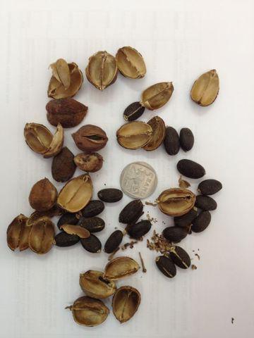 Barbados Nut