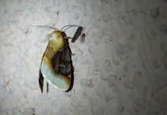 Chrysoecia scira