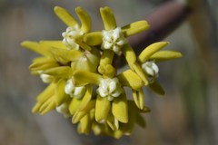 Cynanchum viminale thunbergii