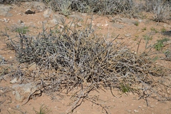 Cynanchum viminale thunbergii