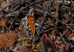 Trimenia macmasteri macmasteri