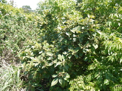 Zanthoxylum ovalifolium