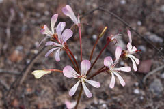 Pelargonium carneum