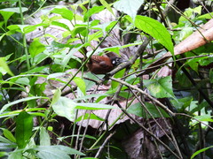 Cantorchilus nigricapillus