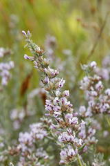 Amphithalea ericifolia ericifolia