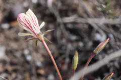 Pelargonium carneum