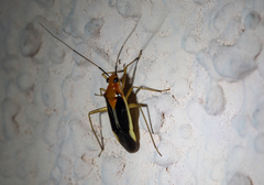 Ganocapsus filiformis