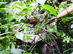 Cantorchilus nigricapillus