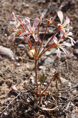 Pelargonium carneum