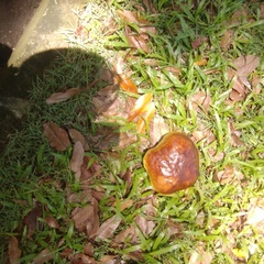 Phlebopus marginatus