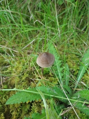 Entoloma conferendum