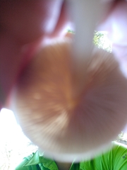 Entoloma conferendum