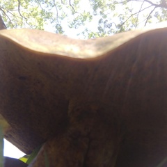 Phlebopus marginatus