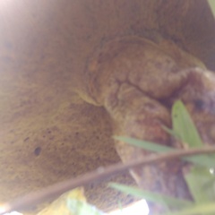 Phlebopus marginatus