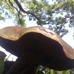 Phlebopus marginatus