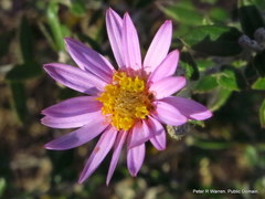 Athrixia phylicoides