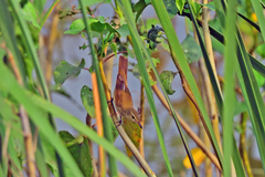 Acrocephalus stentoreus