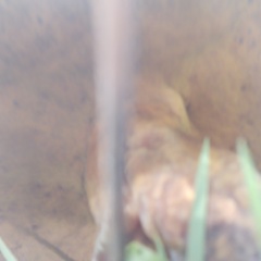 Phlebopus marginatus