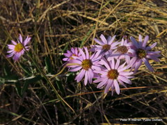 Athrixia phylicoides