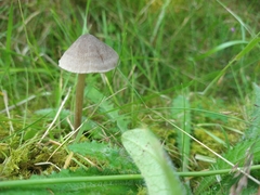 Entoloma conferendum