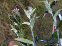 Athrixia phylicoides