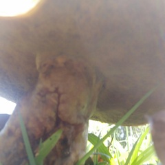 Phlebopus marginatus