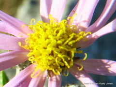 Athrixia phylicoides