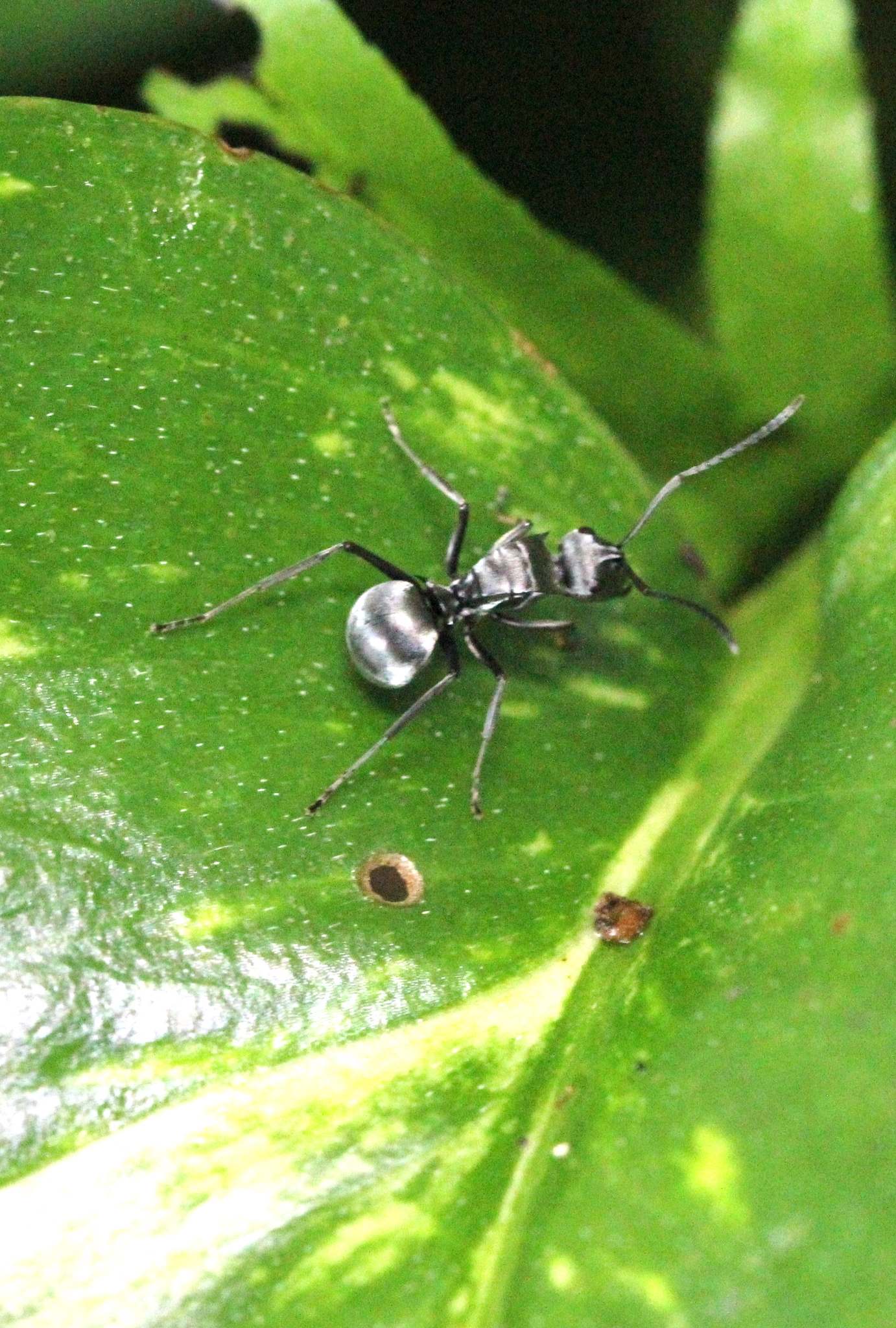 Polyrhachis latona