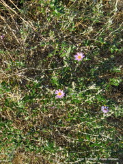 Athrixia phylicoides