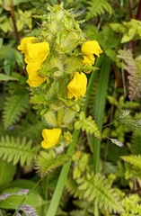 Pedicularis hoffmeisteri