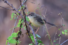 Prinia sylvatica