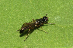 Megamerina dolium
