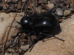 Moluris gibba