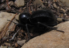 Moluris gibba