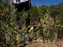 Lacomucinaea lineata