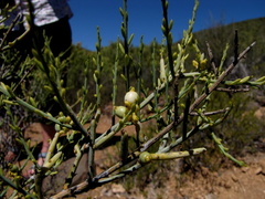 Lacomucinaea lineata
