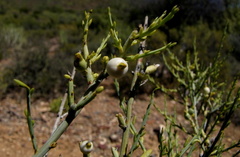 Lacomucinaea lineata