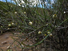 Lacomucinaea lineata