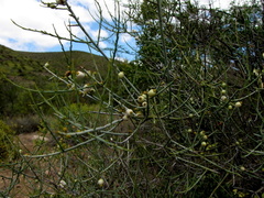 Lacomucinaea lineata